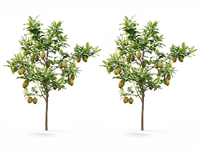 Two Healthy Fruit Trees Laden With Ripe Fruits And Green Leaves 3d model