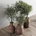 Indoor Bonsai Olive Trees with Green Foliage in Terracotta Planters for Home Decor