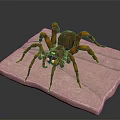 Brown Spider With Eight Legs Large Body And Prominent Eyes On Pink Textured Surface
