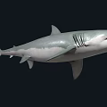 Great White Shark With Gray And White Body Swimming In Dark Background