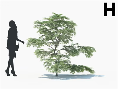 Lush Arbor With Green Spreading Branches And Woman Silhouette On White Background 3d model