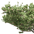 Two Evergreen Pine Trees with Lush Green Foliage and Pine Cones on Trunk