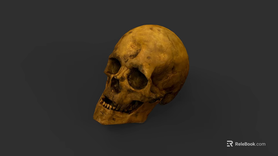 Ancient Human Skull With Detailed Bone Structure On Gray Background 3d model 