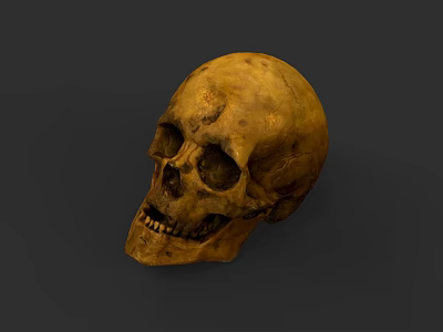 Ancient Human Skull With Detailed Bone Structure On Gray Background 3d model
