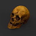 Ancient Human Skull With Detailed Bone Structure On Gray Background