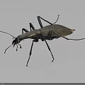 Detailed View Of Metallic Brown Beetle With Long Legs Isolated On Dark Background