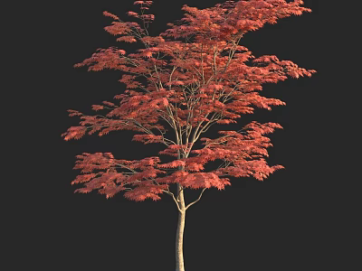 Vibrant Red Leaf Arbor with Lush Canopy and Straight Trunk in Natural Scene 3d model