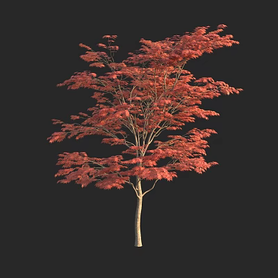 Vibrant Red Leaf Arbor with Lush Canopy and Straight Trunk in Natural Scene 3d model