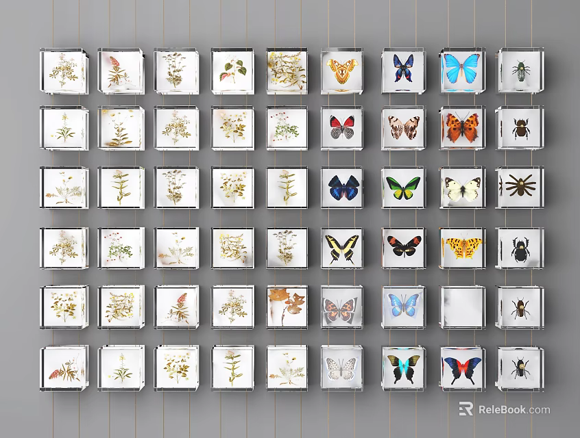 Framed Botanical And Butterfly Specimens Neatly Arranged On Wall 3d model 