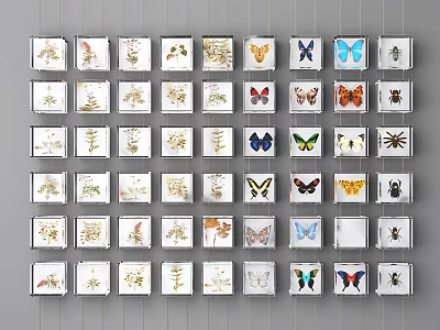 Framed Botanical And Butterfly Specimens Neatly Arranged On Wall 3d model