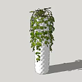 Hanging Potted Plant With Round Green Leaves In Textured White Vase