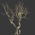 Tall Leafless Tree With Thick Trunk And Many Branches Near Small White Figure