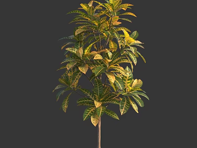 Green And Yellow Leafy Plant With Lush Foliage And Strong Trunk 3d model