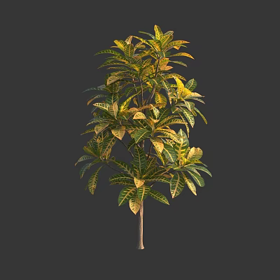 Green And Yellow Leafy Plant With Lush Foliage And Strong Trunk 3d model