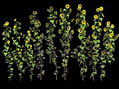 Healthy Sunflower Plants With Tall Green Stems Yellow Blooms And Lush Leaves 3d model