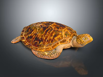 Sea Turtle with Brown Orange Patterned Shell Resting on Dark Background 3d model