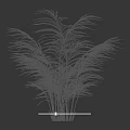 Green Leafy Shrub With Feathery Foliage And Multiple Stems On Black Background 3d model