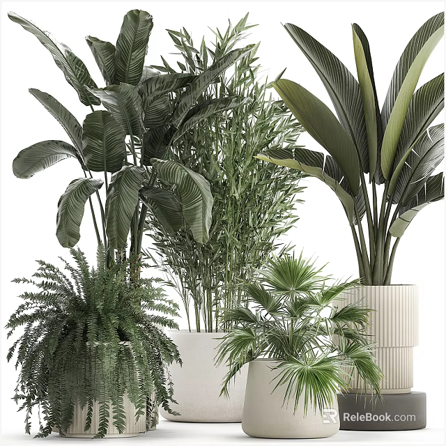 Various Bonsai Potted Plants With Large Leafy Ferns Palms And Indoor Decorative Greenery 3d model 