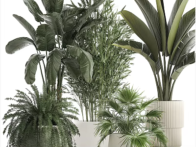 Various Bonsai Potted Plants With Large Leafy Ferns Palms And Indoor Decorative Greenery 3d model