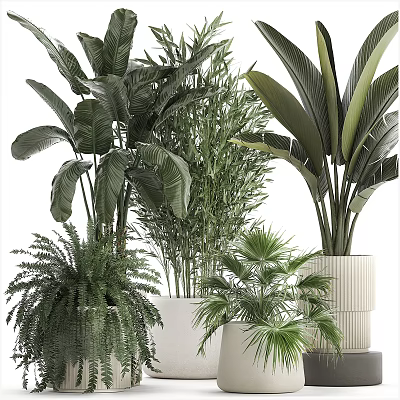 Various Bonsai Potted Plants With Large Leafy Ferns Palms And Indoor Decorative Greenery 3d model