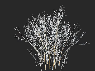 Group Of Bare Shrubs With Thin Light Colored Branches On Dark Background 3d model