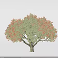 Lush Tree With Green Leaves And Beautiful Red Flowers In Full Bloom