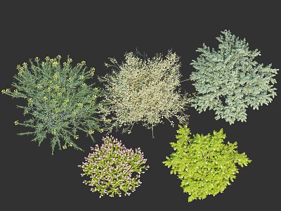 Various Diverse Shrubs with Different Foliage Colors and Shapes for Landscaping 3d model