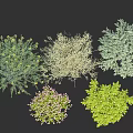 Various Diverse Shrubs with Different Foliage Colors and Shapes for Landscaping