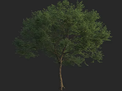 Lush Green Arbor Tree With Healthy Brown Trunk And Dense Foliage In Natural Scene 3d model