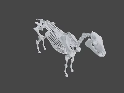 Detailed White Horse Skeleton 3D Model with Realistic Bone Structure and Posture 3d model