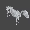 Detailed White Horse Skeleton 3D Model with Realistic Bone Structure and Posture