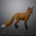 Realistic Red Fox With Orange Fur White Tipped Tail Black Legs Standing On Gray Background