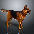 Alert German Shepherd Dog Standing in Neutral Gray Background with Brown Black Coat