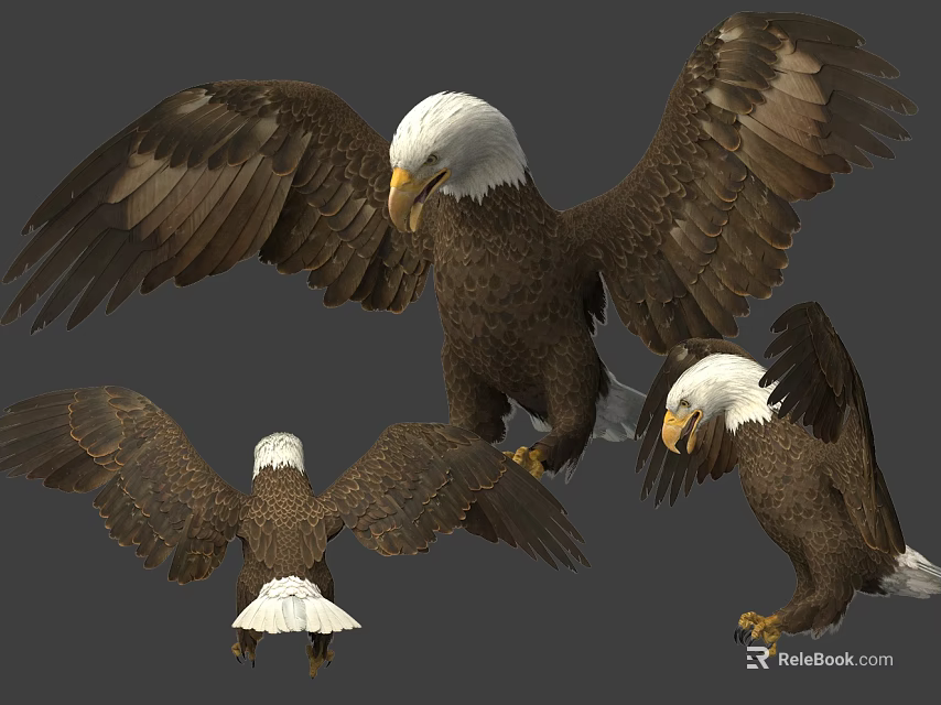Bald Eagle Flying Animal Showing Spreading Wings and Multiple Angles 3d model