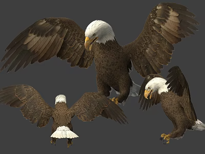 Bald Eagle Flying Animal Showing Spreading Wings and Multiple Angles 3d model