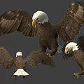 Bald Eagle Flying Animal Showing Spreading Wings and Multiple Angles 3d model
