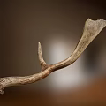 Natural Deer Antler Rustic Animal Wall Decor for Home Interior 3d model