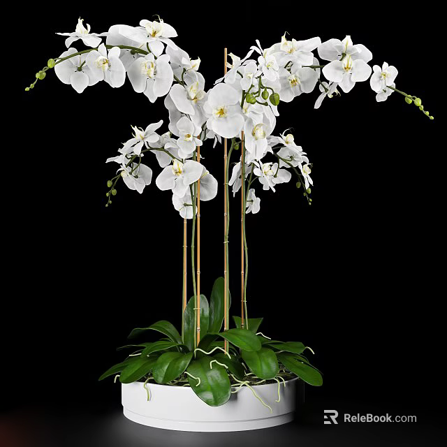 Elegant White Orchid Bonsai Plant with Green Leaves and Black Background 3d model 
