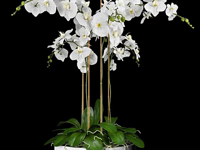 Elegant White Orchid Bonsai Plant with Green Leaves and Black Background 3d model