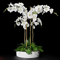 Elegant White Orchid Bonsai Plant with Green Leaves and Black Background
