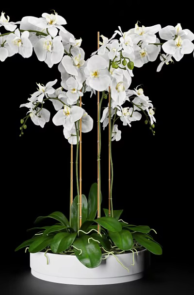 Elegant White Orchid Bonsai Plant with Green Leaves and Black Background 3d model