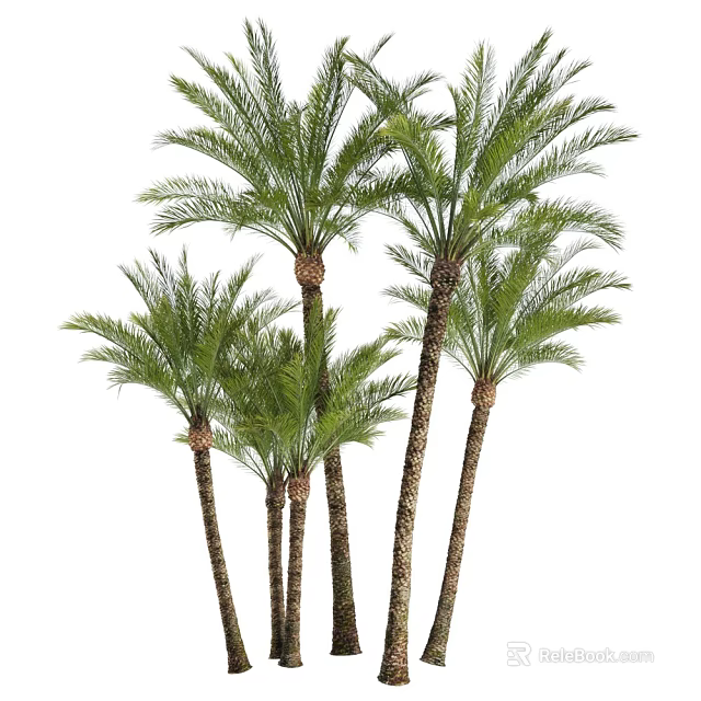 Multiple Tall Palm Trees With Green Fronds And Brown Trunks 3d model 