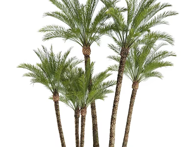 Multiple Tall Palm Trees With Green Fronds And Brown Trunks 3d model