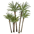 Multiple Tall Palm Trees With Green Fronds And Brown Trunks