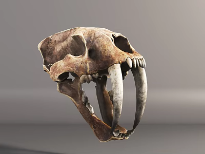 Detailed Ancient Fossilized Saber Toothed Tiger Skull With Long Canine Teeth 3d model