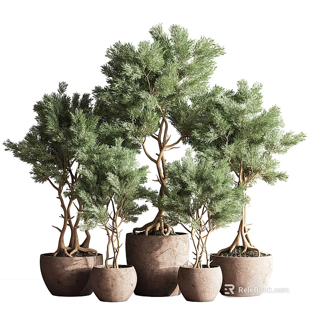 Bonsai Trees With Twisted Trunks And Lush Green Foliage In Ceramic Pots 3d model 