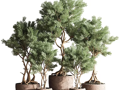 Bonsai Trees With Twisted Trunks And Lush Green Foliage In Ceramic Pots 3d model