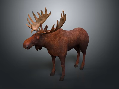 Detailed Brown Moose Model With Majestic Antlers On Dark Surface 3d model