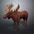 Detailed Brown Moose Model With Majestic Antlers On Dark Surface