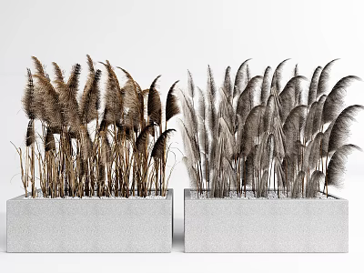 Potted Plants Decorative Reedy Grasses in Rectangular Concrete Planters for Modern Indoor Outdoor Decor 3d model